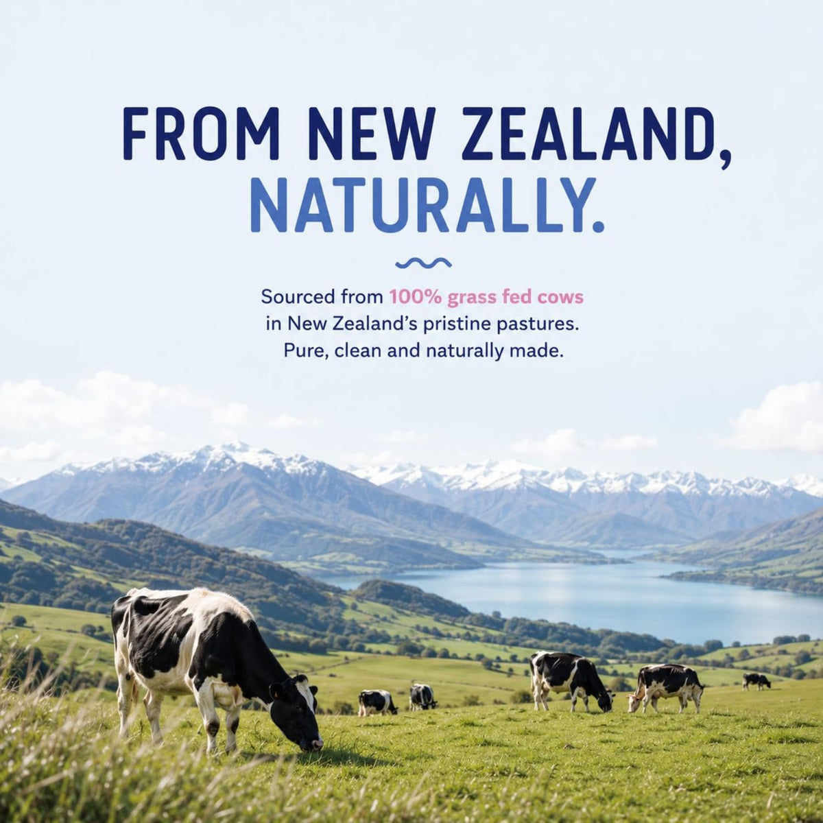 Cows grazing in New Zealand pasture